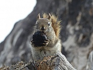 Red Squirrel With Nut