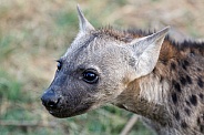 Hyena Cub (wild)