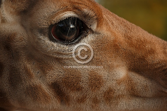 Close Up Of Baby Giraffe's Eye