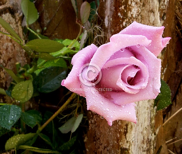 Pink Rose after an afternoon shower