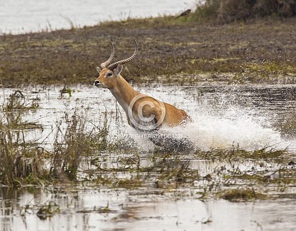 Red Lechwe running from danger - Botswana