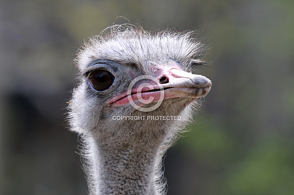 Ostrich (Struthio Camelus)
