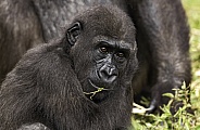 Western Lowland Gorilla Youngster