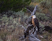 Bald Eagle on Tree Stump