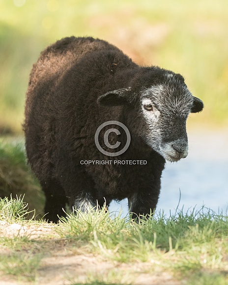 Black Herdwick cross Lamb