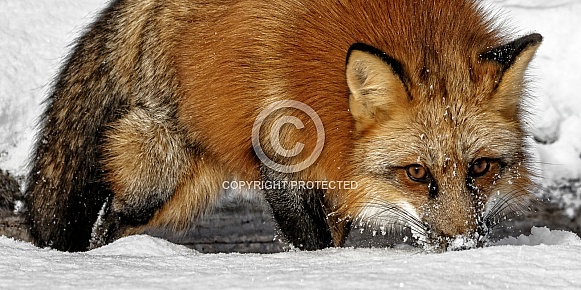 Red Fox-Nose to the Grindstone