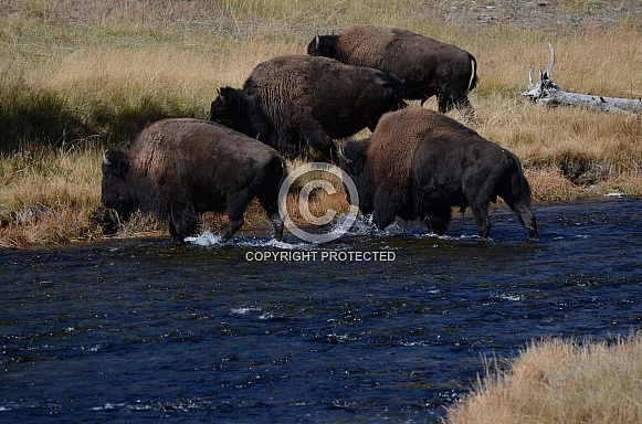 Bison herd crossing the Nez Perce Creek