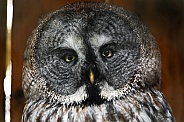 Great Grey Owl head shot