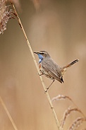 Bluethroat perched on a twig