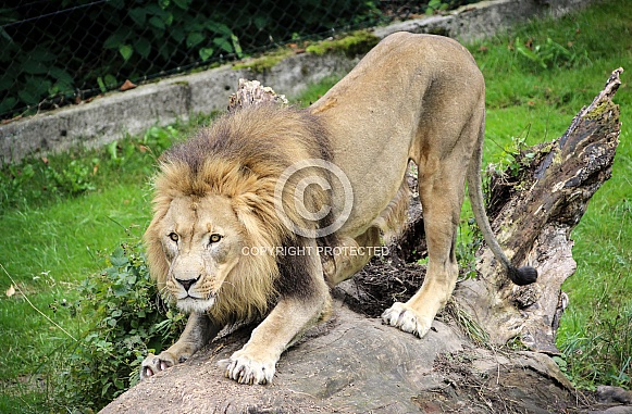Stretching Lion