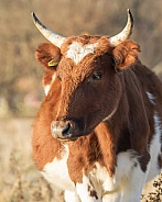 Ayrshire Cow with Horns