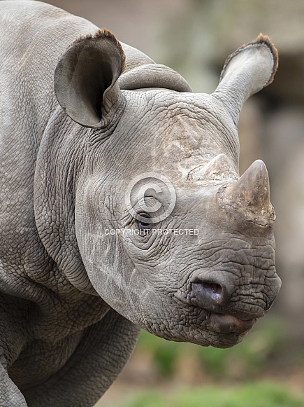 Black rhinoceros (Diceros Bicornis)