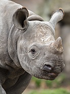 Black rhinoceros (Diceros Bicornis)