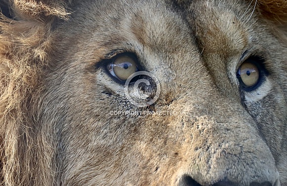 Lion eyes