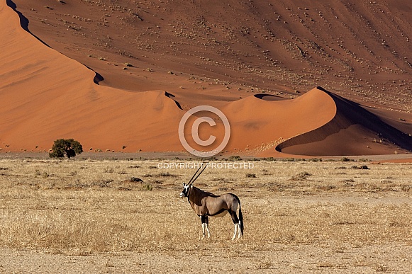 Gemsbok Antelope - Sossusvlei - Namibia