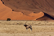 Gemsbok Antelope - Sossusvlei - Namibia