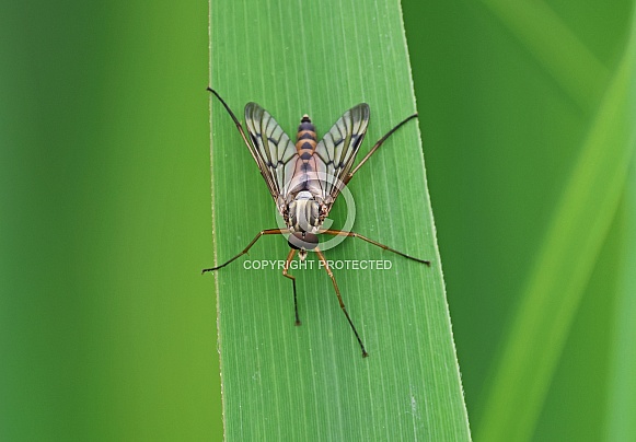 Long legged Fly
