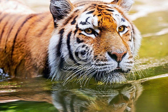 Tiger in the water