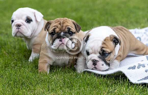 Three bulldog puppies on the grass