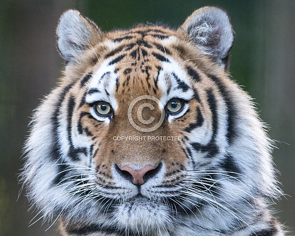 Siberian Tiger Portrait