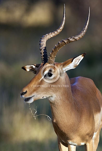 Male Impala - Okavango Delta - Botswana
