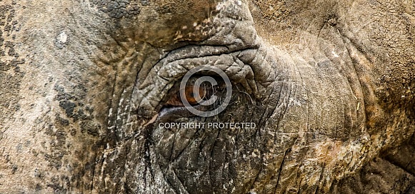 Asian elephant eye