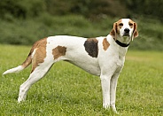 Trailhound
