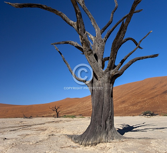 Dead Vlei - Namib Desert - Namibia