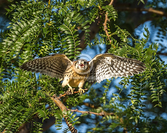 Festrel (falcon)New Wings