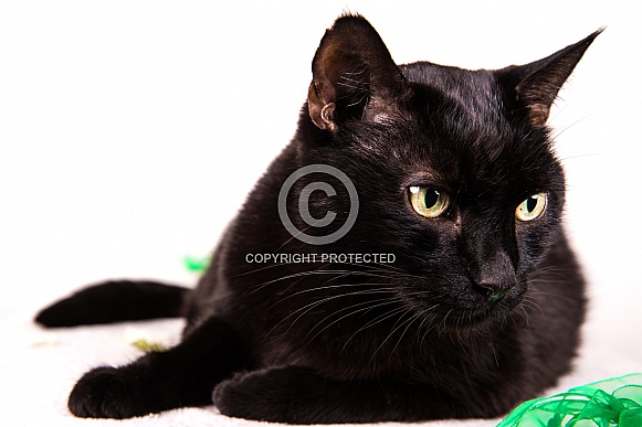 Black domestic cat