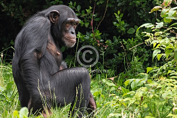 Chimpanzee Sitting Upright Full Body