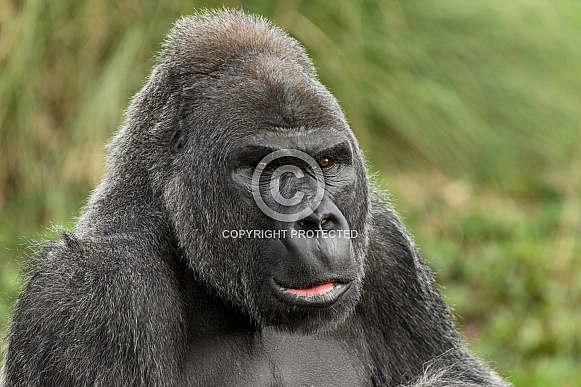 Silverback Western Lowland Gorilla Head Shot