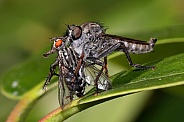 Robberfly (Asilidae) with prey (Sarcophagidae)