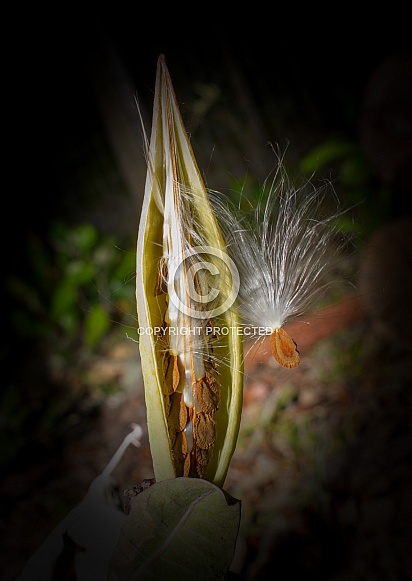 Asclepias humistrata, the sandhill milkweed, aka pinewoods milkweed