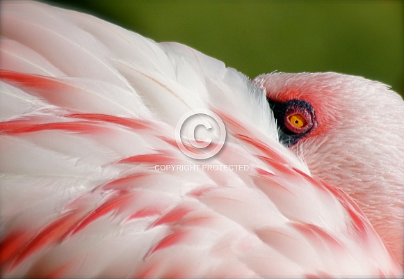 Flamingo Tucked