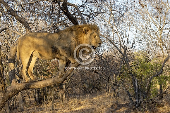 African Lion in a Tree (Male)