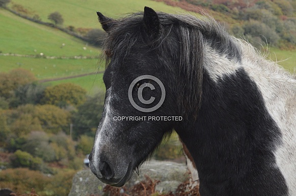 Pony, Bodmin Moor, Cornwall