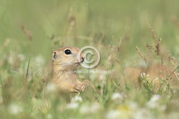 Ground Squirrel (Spermophilus)
