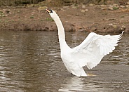 Mute Swan Stretching Backwards