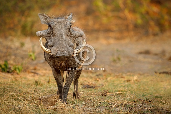 Great african warthog