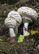 Toadstools growing on a compost heap