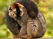 Red Bellied Lemur
