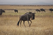 wildebeest