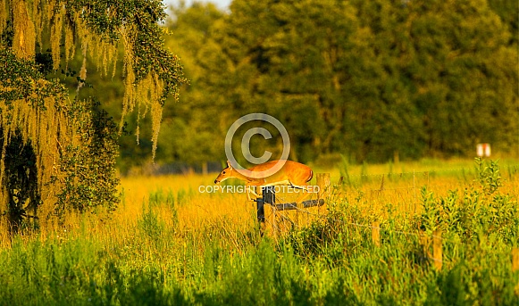 white tailed deer female doe - Odocoileus virginianus - jumping barbed wire fence evening yellow light in open meadow