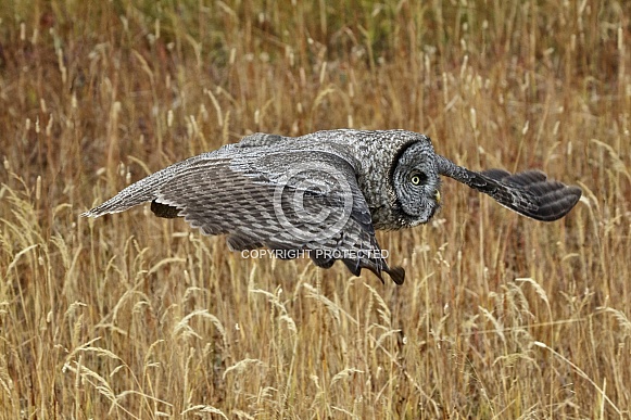 Great Grey Owl--Meadow Skimmer