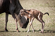 Wildebeest and newborn calf