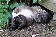 Skunk (Mephitis mephitis)