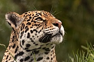 Jaguar Looking Upwards