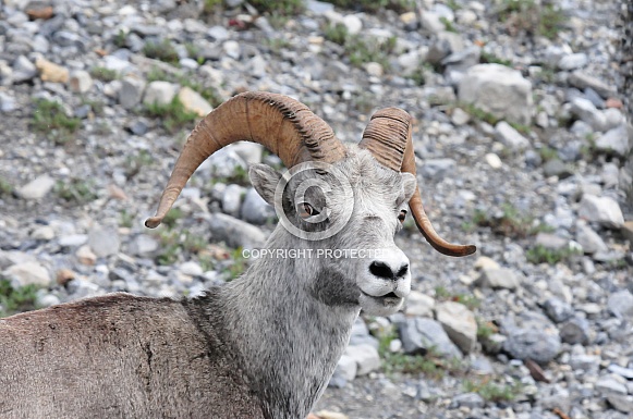 Big Horn Sheep, close up