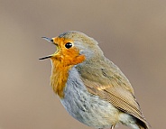 A singing Robin Portrait